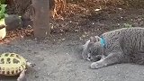 暴躁乌龟欺负小猫咪，我就是睡个觉而已