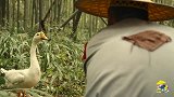 山药河边秘制干锅鹅，香气四溢，麻辣入味，大口啃着超过瘾