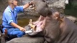 给河马刷牙是什么体验呢
