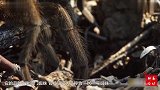 世界上最老的蜘蛛，活了43岁，最后被黄蜂蛰死了