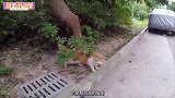 一个男人喂猫，小猫看着柜台太可爱，开心的来回甩尾巴