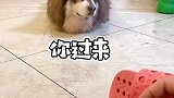 这狗现在还会忽悠人了