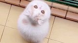 猫咪也会想妈妈吧