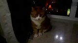萌宠：主人一晚没回家，猫咪：你昨晚干嘛去了，我不听你解释