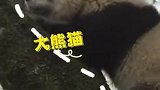 “美丽中国行”之探访国家动物园：萌友已就位！