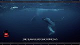 520为关爱海洋生物发声 看台达8K技术呈现“鲸碳之歌”