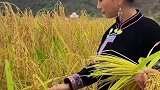 手工一根根收割稻谷，其实大有用途