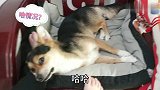 狗狗刚睡着就被打醒，能坚持几次不发火，结果被整惨了，直接蒙圈