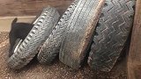 小浣熊误入狗狗的地盘，被狗狗抓住之后殴打，镜头记录全程