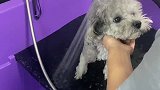 洗澡的时候真是乖乖狗啊
