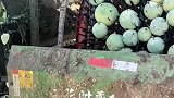 田间地头里的西瓜，经过机器的完美加工，直接就变成西瓜籽！