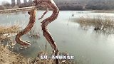 臭河沟发现神秘毒蛇，检查尸体发现三处致命伤，好像腹部炸裂而亡