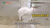大白猫碰到两只凶悍小狗狗，小猫咪：表面冷静，我当时害怕极了