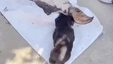 小狗看热闹，结果主角成自己了
