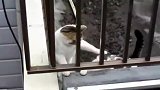 生活在屋顶的两只流浪猫，活泼好动在栏杆上又蹦又跳让人担心