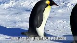 冰冷又温暖！帝企鹅严寒中站立60天专心孵蛋，堪称最称职父亲！