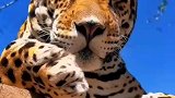 给你们介绍下，这是我家的猫咪