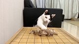 一段18秒的猫咪下棋视频 获得65万点赞 网友笑称：猫界棋王