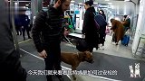 在战斗民族带比特犬坐火车，看是如何安检的