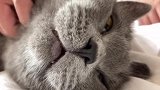 撸猫撸的猫咪生无可恋