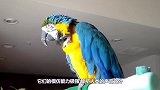 鹦鹉整天学狗叫，狗子彻底崩溃了，镜头记录搞笑过程！