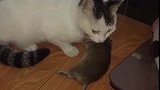 猫：主人我抓了只老鼠回来，你快来尝尝啥味道！