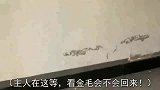 金毛拽主人走，主人说孩子等吃奶，金毛妈妈扔下主人，立马回家