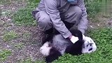 熊团子赖地上不起，奶爸怎么喊都没用，这谁家的汤圆掉了