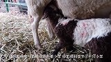 母羊突然怀孕，小羊生出来后，主人一脸懵逼：兄弟，你爹是谁