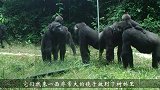 别让猫咪照镜子，不然场面完全无法控制，看完请忍住别笑
