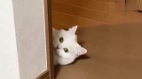 猫咪躲在墙角，偷偷观察主人