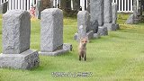 狐狸为什么总喜欢把死人墓穴当窝？这是要“成精”吗？