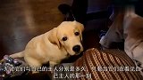 主人离家参军，狗狗在路边等了三年，重逢时的画面令人泪奔！
