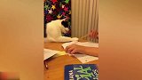 你这猫咪还真是坏呢，咋还不让主人学习呢，真是好逗啊！