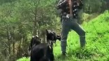 男子站在草地上拍照，没想到小羊突袭