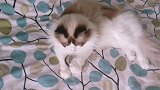 小偷猫撒谎精耍无赖，自己养的猫，就得宠着