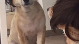 好可爱的休勾！柴犬 萌宠