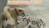 中华田园犬：难逃一盘，要给炖了