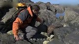 荒野求生：爱尔兰海岸打野觅食，偶遇腐烂海豹，还想利用一下！