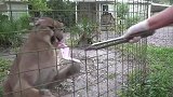 动物园里的大猫们吃鸡，网友：嘎嘣脆，鸡肉味真带劲