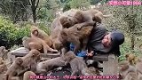 爆笑：谁来救我啊，有猴子来抢劫了！
