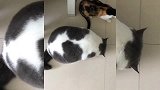 小肥猫：我可能是全网最安稳洗澡的小猫咪
