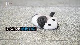 熊猫宝宝也复工啦！努力学习翻身求关注