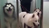 也不知道这样够不够安全，毕竟是雪橇三傻！
