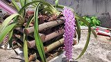5月份种的狐尾兰开花了#花卉绿植 #养花 #兰花