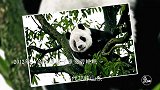 野生大熊猫“御用”摄影师，36年记录人与熊猫的奇妙故事
