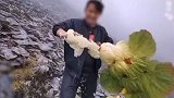 男子“炫耀式破坏珍稀植物”事件反转：当事人或起诉造谣者