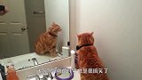 不要让猫主子照镜子，不然场面无法控制，镜头记录搞笑全过程