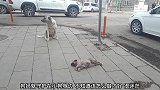 狗狗在马路边不想离开，守护在自己孩子身边，让人感动