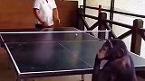 真是开了眼，猩猩还会打乒乓球